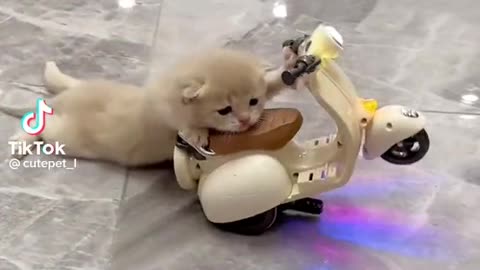 Funny moments of cute baby cats