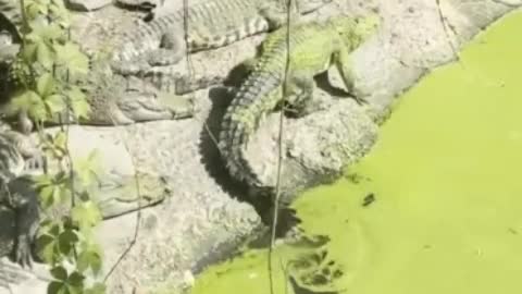 Fierce crocodile