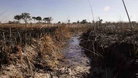 Hippo vs Lion Clan | Natural World | BBC Earth