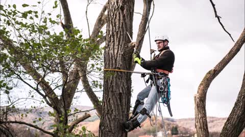 Nava Tree Service - (737) 284-4056