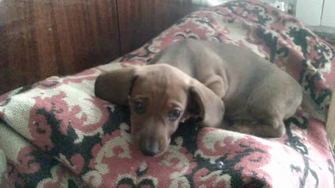 Cute funny little dachshund puppy dog