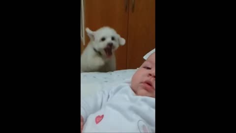 Bouncing Puppy Loves Baby