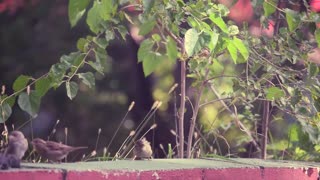 Family Little Birds Morning Breakfast Gathering