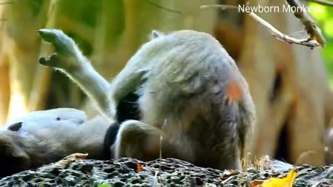 Eagle And Crane Fight In The Wild