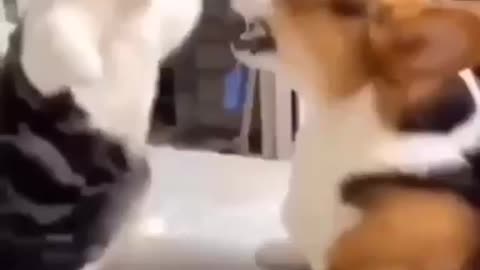 Cat 🐈 and dog 🐕 fight 😡🤪