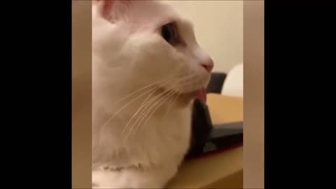 FUNNIEST ANIMALS 😹 Funny Animal Videos Compilation🤣🤣🤣🤣