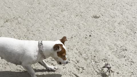 Little Crab Stands Up to Curious Dog