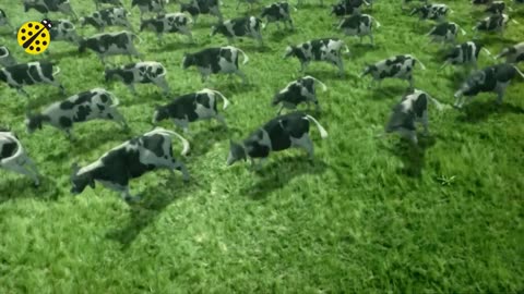 FUNNY COW DANCE