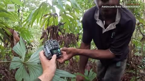 These scientists lost it after discovering a bird that hasn t been documented since 1882