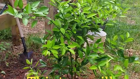 Planting Grapefruit Tree 9-23-22