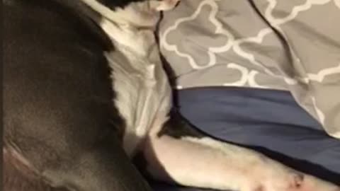 Pitbull puppy sleeping like a person in bed