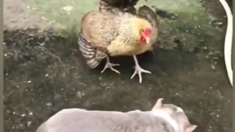 MOST HILARIOUS DOG AND HEN MOMENTS