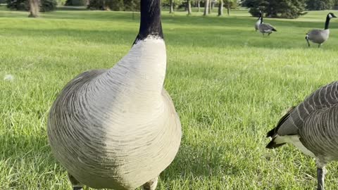 Playing with geese