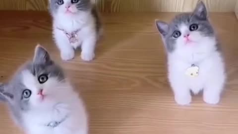 cutest and funniest cats 🐈❤#shorts video #shorts #china #cat