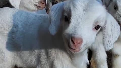 Goat is beautiful animal