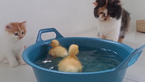 Cute kittens watching ducklings bathing