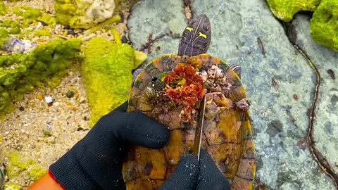 Lucky sea turtle were rescued in time to remove barnacles and the net clinging to the shell