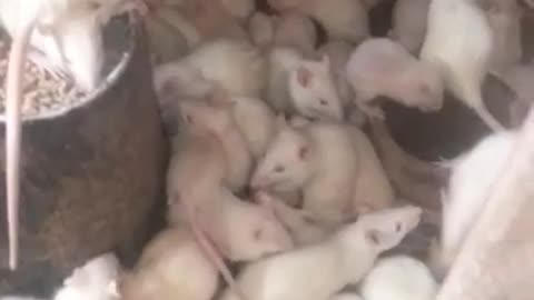 Albino Rats: Perfect Laboratory/Experimental Animal