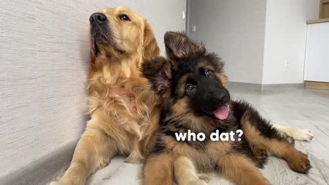 Dog Reviews Sounds with German Shepherd Puppy Cutest Head Tilt