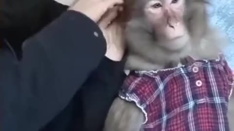 Funny monkey