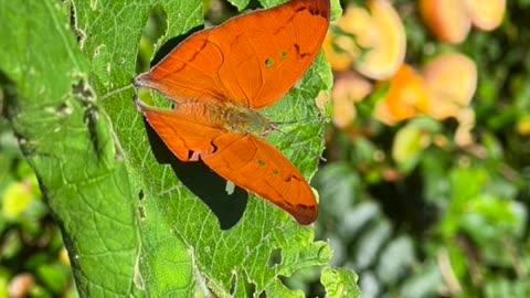 Do ovo até a borboleta-folha