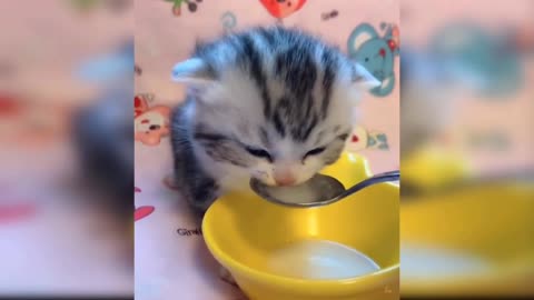 kitten drinking milk