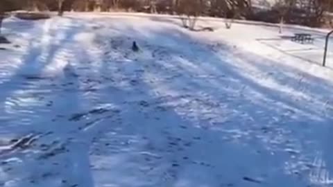 Dog Skating on his Own #shorts #viral #shortsvideo #video