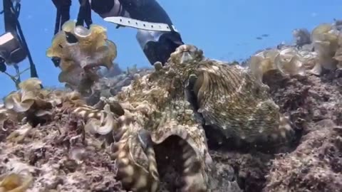 Octopus Caught in a 'windstorm'