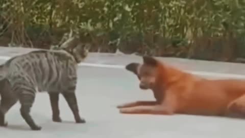 Funniest Animals videos compilation best of 2023.try not to laugh 😆 😂 #animals #cat #dog #pets 👋❤️🆕️