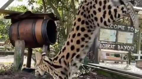 See the Serval Cat's Incredible Jumping Ability