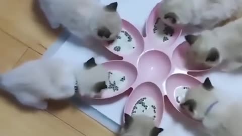 Hungry kittens 😋