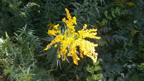 Goldenrod