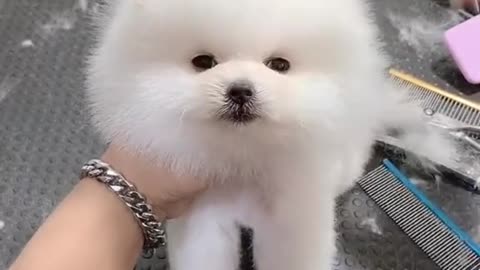 Teacup Pomeranian Taking A Shower 💦