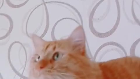 The Internet's Funniest Cat Video is Here