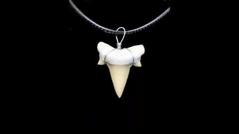 Otodus Obliquus Extinct Shark Tooth Necklace 1 Inch Long