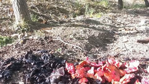 Cooking Autumn Fruit In The Garden _Village Life_Rural Life_Iranian Village Life