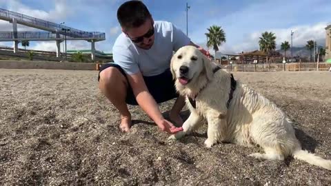 A Golden Retriever and a Puppy have an Amazing Day at the Beach