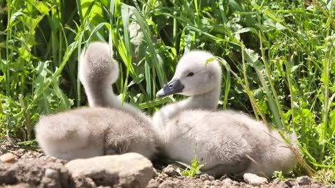 Swans Watch Young Animal Sweet Feather Grass