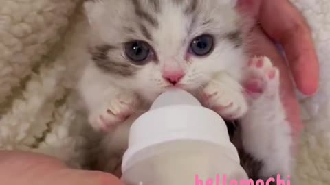 Babby kitty drinking milk