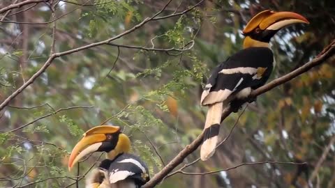 Rangkok, the sacred bird of the Dayak tribe