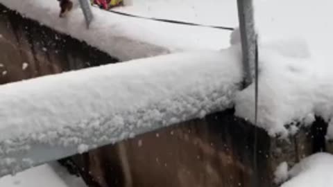 Jack Russell Terrier ecstatic to be playing the snow