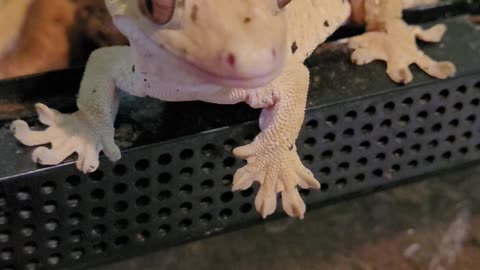 Sergey the crested gecko enjoying a nice long meal.