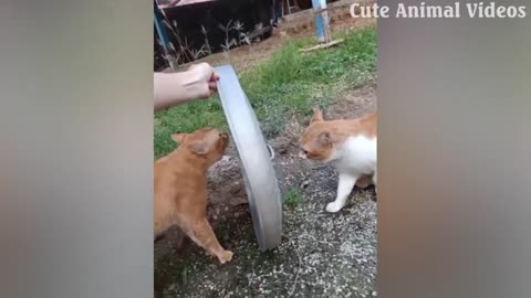 Funniest Animals 2023 😂 Funniest Cats and Cute Dogs 😺🐶 Video