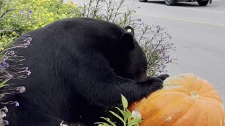 Black Bear Snacks On Pumpkin Display