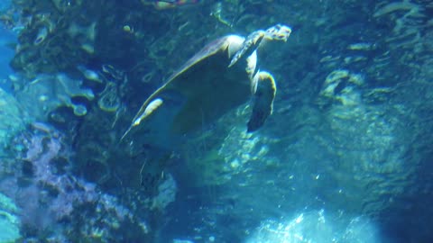 Turtle swimming in the Sea