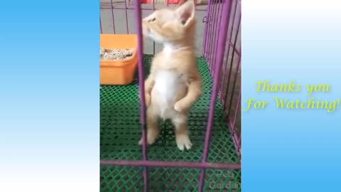 😍 Cute Cats and Funny Dogs Videos Compilation 2021 😍