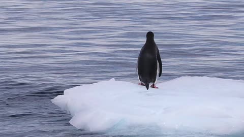 Penguins to make your night 🥰