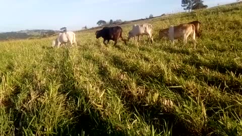 2 cortes de sorgo e 4 meses de pasto, na mesma área em um ano!