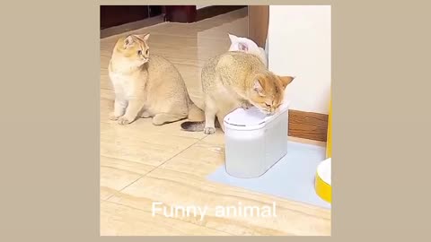 DOG AND CAT FUNNY VIDEO