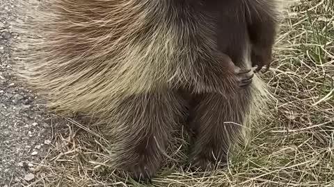 Porcupine Scratches an Itch